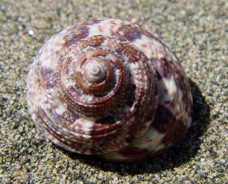 Gibbula albida